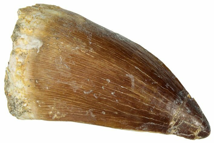 Fossil Mosasaur (Prognathodon) Tooth - Morocco #322694